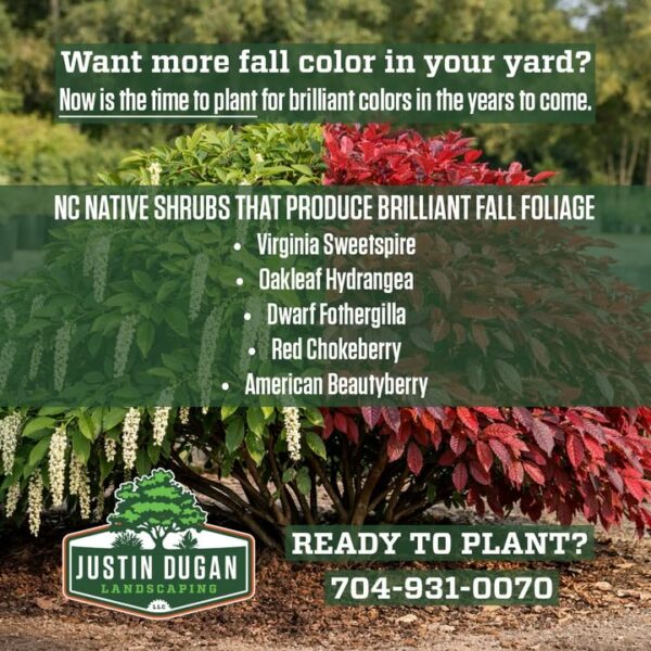 Want more fall color in your yard? 🍂 Now is the time to plant! North…